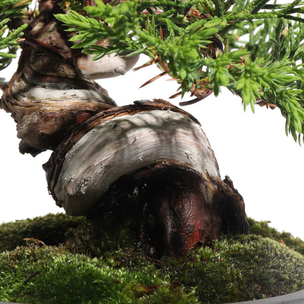 真柏 -Japanese Juniper- (推定樹齢20年)-M0016- 詳細画像